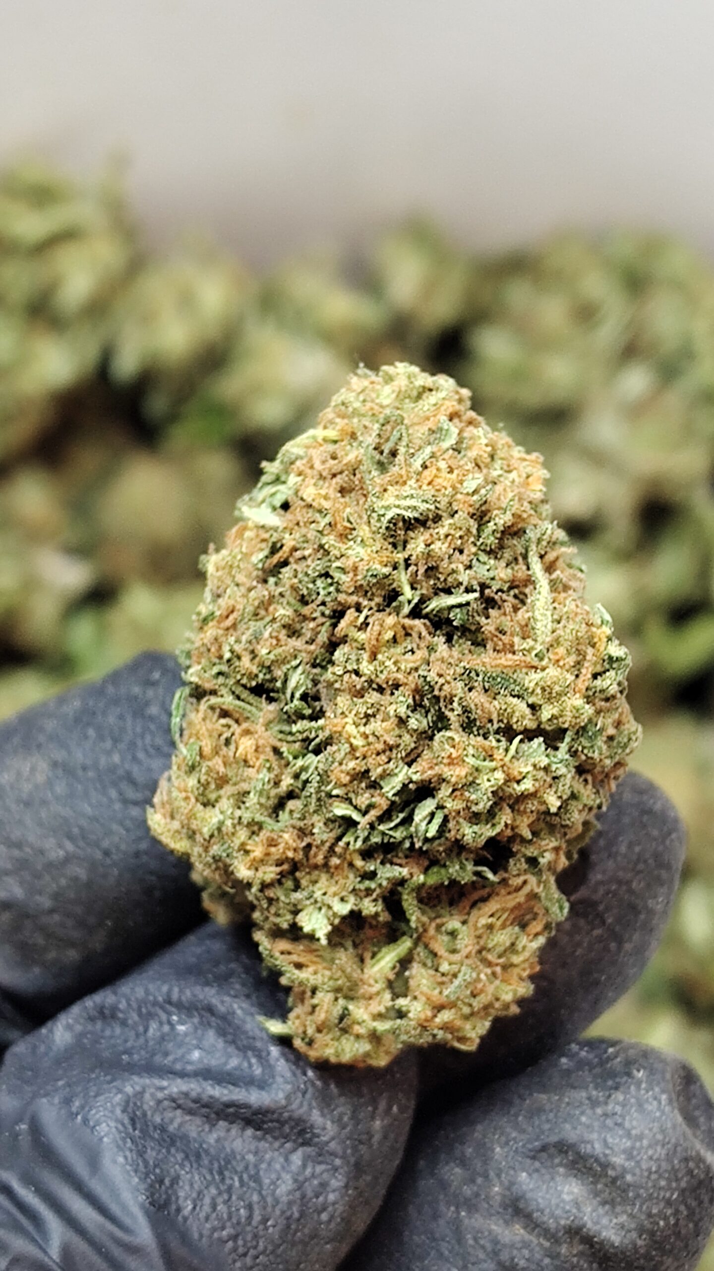 Fruit Joynt Mandarine Haze - immagine 6